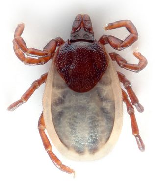 Tick-Ixodes_hexagonus_(aka)