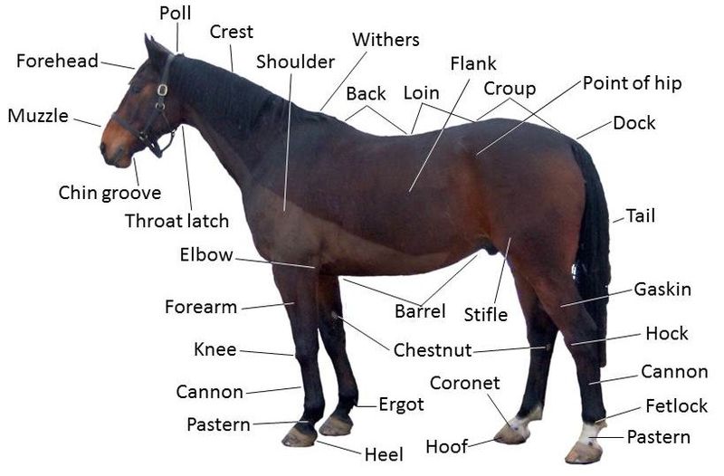 Points-of-the-horse