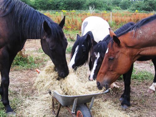 Horses-and-ponies-sharing-hay-from wheelbarrow