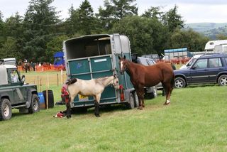 Mare_and_foal_-_geograph.org.uk_-_1494300