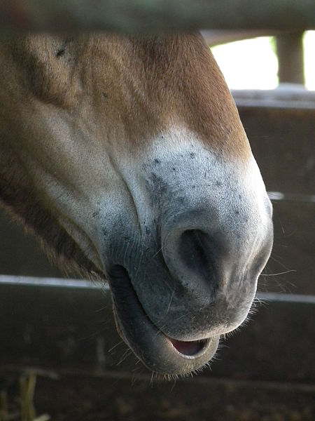 Horse-muzzle -Maul_eines_asiatischen_Wildpferdes_Wildpark_Pforzheim