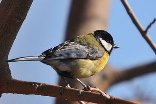 Bird-Parus_major-3