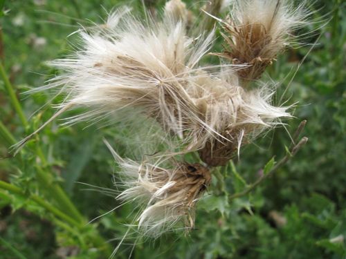 thistle-seed-head