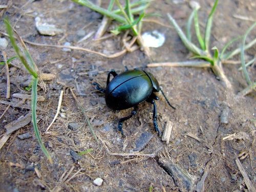 Dung-beetle