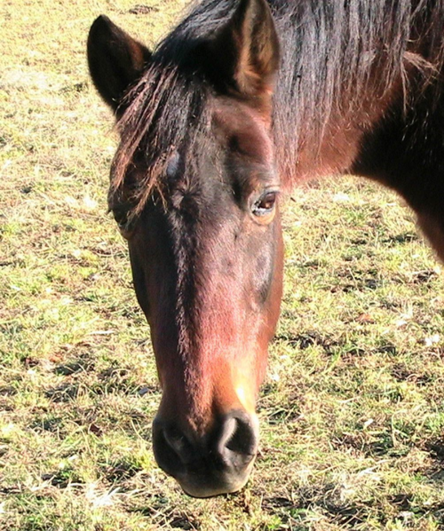 Ancient_horse_head