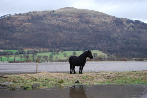 Horse-stranded-by-floods