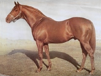 Thoroughbred-Star_Kingdom