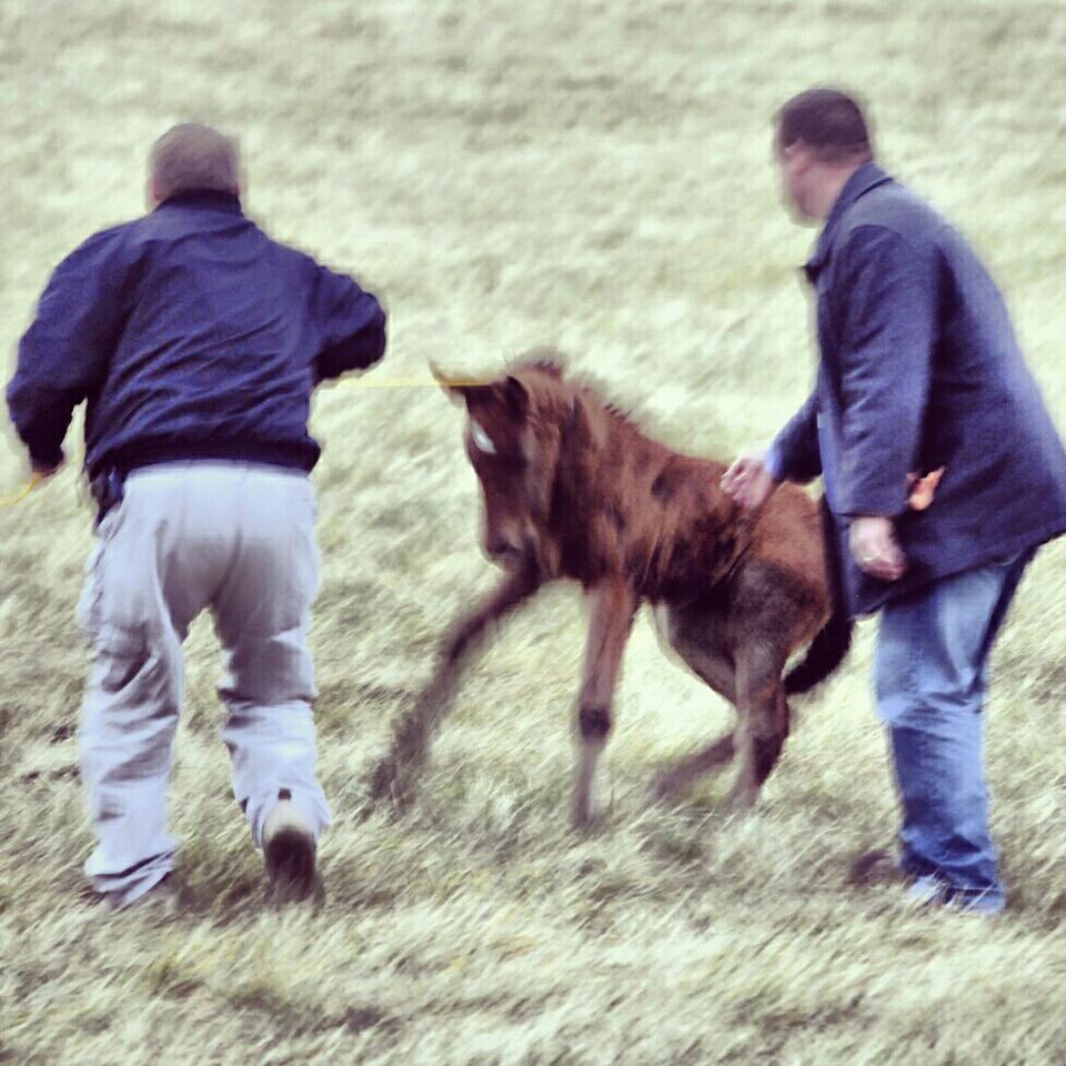 Foal resists so goons pull and shove.  Nice technique.