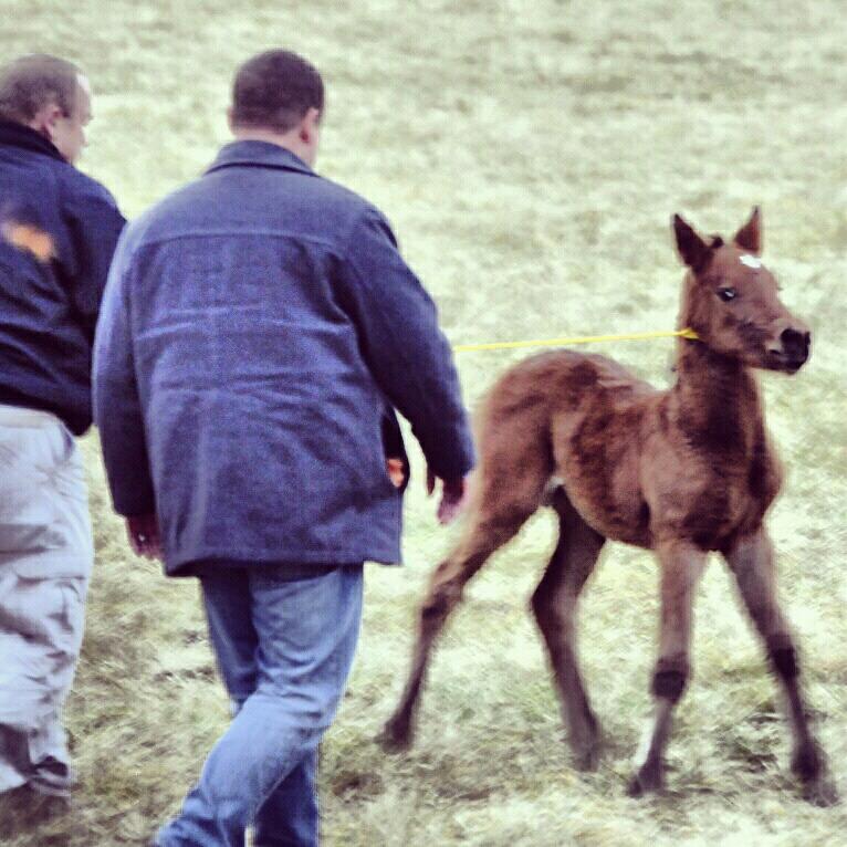 Smart wild baby refuses to go into the catchpen with his mother.  So, big goons get the bright idea to lasso the foal with baling twine.  Sheesh.