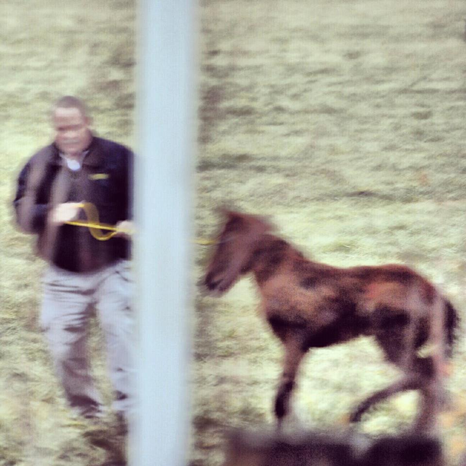 And then the genius attempts to pull the foal with BALING TWINE wrapped around his neck.  Clearly, this galoot has not regard for this foal's welfare - at all.