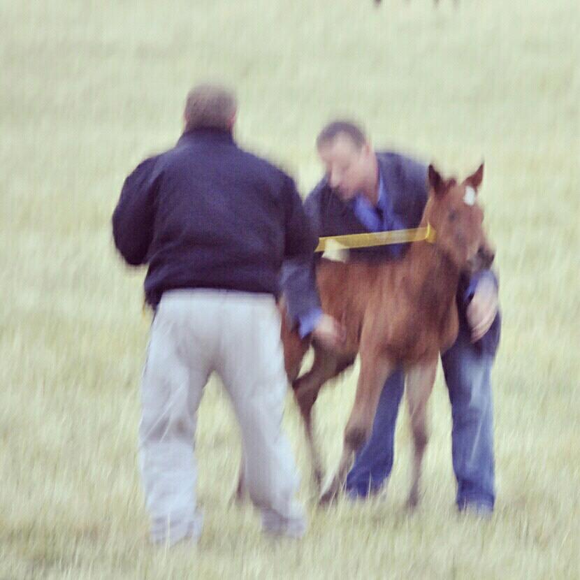 Goons' best idea is to manhandle the healthy (not starving or dehydrated) foal