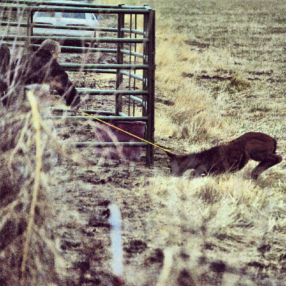 Smart baby, in his last ditch effort to save himself, flops on the ground while idiot continues to drag him into the pen.