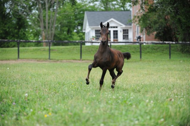 And this is the lovely CBMF Cheating Heart.  She is the filly of Ava (Unfaithful)