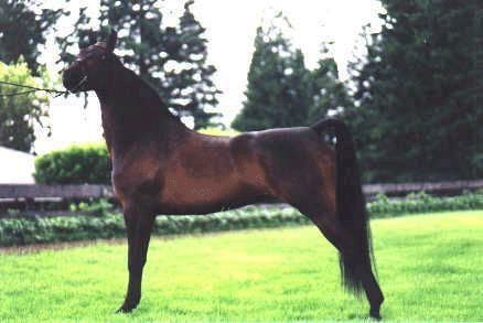 This is Tess' first filly, Gwen. I raised and trained Gwen myself. She still lives here with me and I write about her often. She is a prankster!