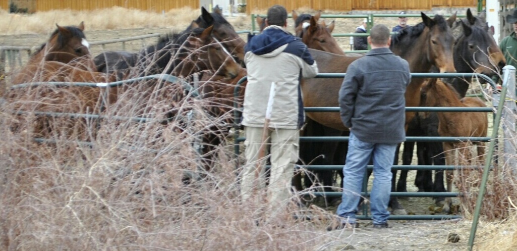 ALL 41 horses are in a few small pens, waiting for Jan 9th to be auctioned.  THEY ARE GOING TO BE AUCTIONED ON THE SAME DAY AND THE SAME FEEDLOT AS THE STAGECOACH 8 that we raised money to save earlier this month.