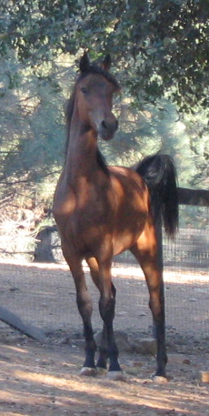 This is Bellorazzo when he was still living here. I call him Razzo. He was very full of himself...