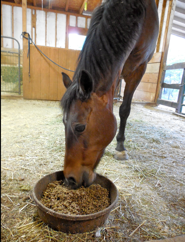 The Grand Dam herself... eating her medicine and recovering in the barn - I will do anythng for her - she has given her entire life to me.