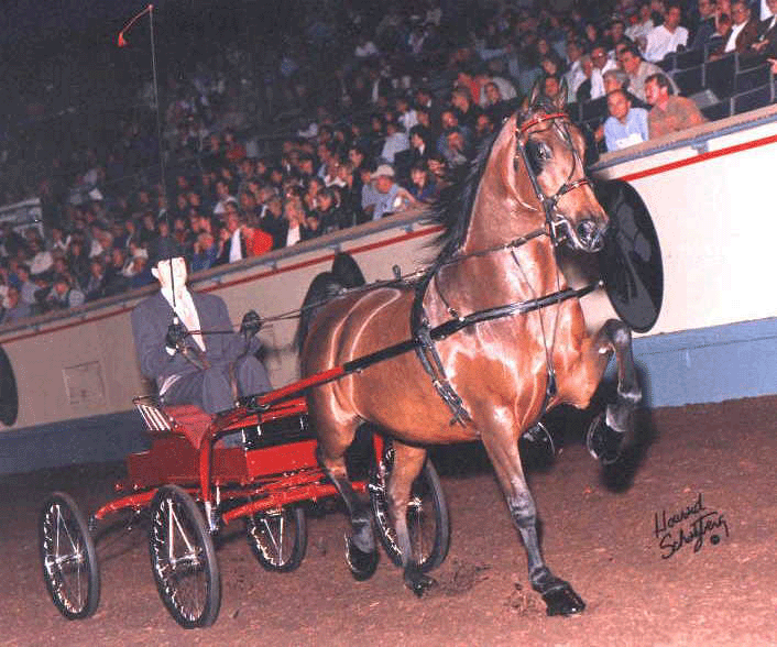 Tess at Nationals. She won. Many of you wonder if that knee action is natural and I will show you in the next photo... Yes, it is. She trots over level barefooted when she is showing off. Her sire was Noble Flaire.