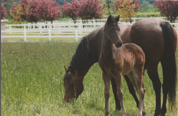 This is little Ava (Unfaithful) as a tiny filly.