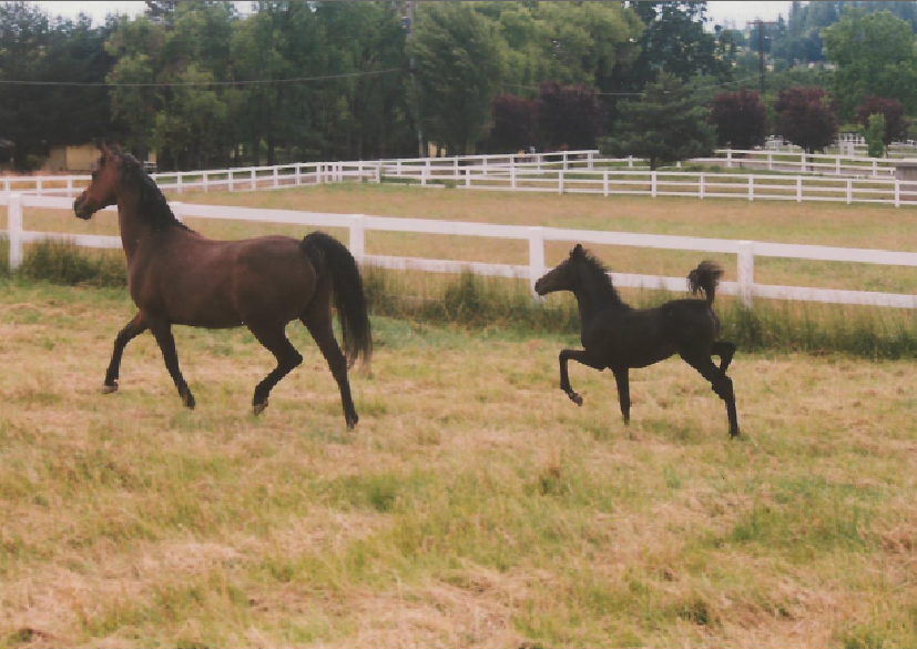 This is Tess with 2 week old Ava (Unfaithful).  As you can see, her filly Ava has the over level knee action from birth.  It is genetic.