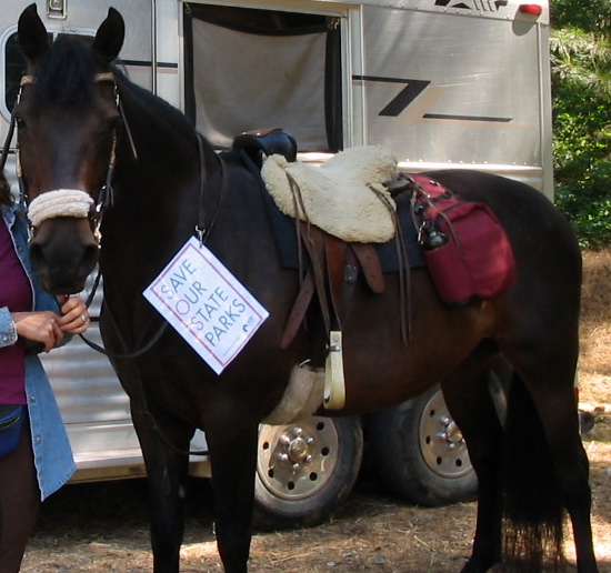 This is Gwen all tacked up on a special ride we did to help the CA State Parks.